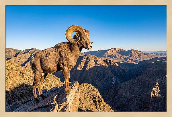 Bighorn Sheep Ram On Cliff