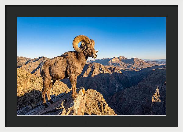 Bighorn Sheep Ram On Cliff