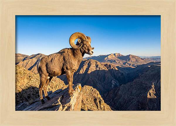 Bighorn Sheep Ram On Cliff