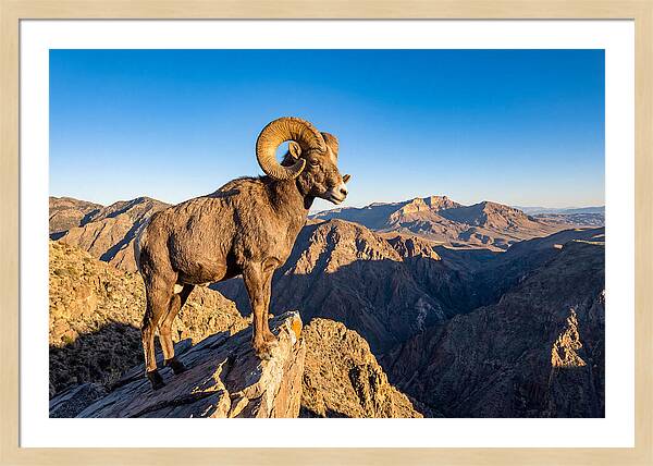 Bighorn Sheep Ram On Cliff