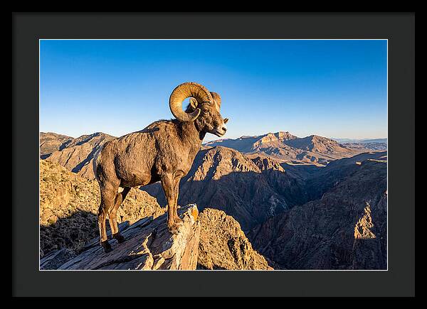 Bighorn Sheep Ram On Cliff