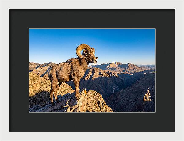 Bighorn Sheep Ram On Cliff
