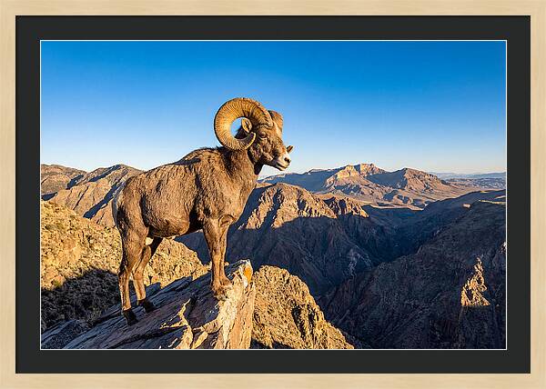 Bighorn Sheep Ram On Cliff