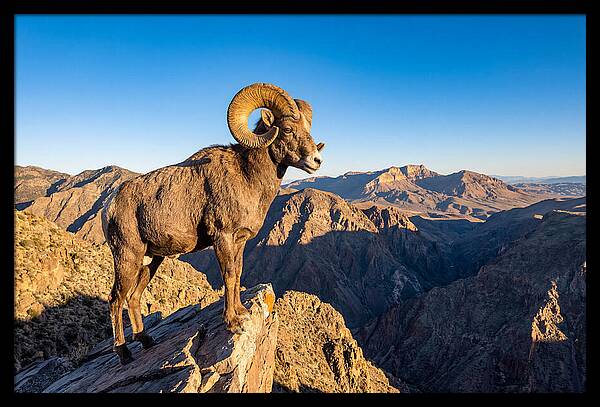 Bighorn Sheep Ram On Cliff