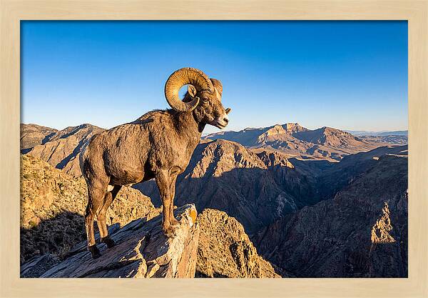 Bighorn Sheep Ram On Cliff
