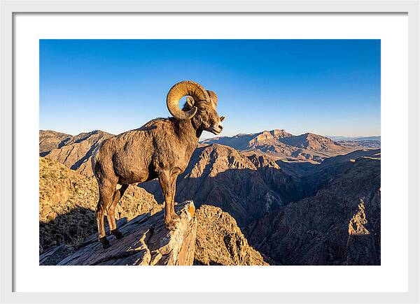 Bighorn Sheep Ram On Cliff