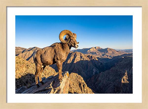 Bighorn Sheep Ram On Cliff