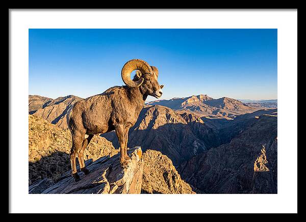 Bighorn Sheep Ram On Cliff