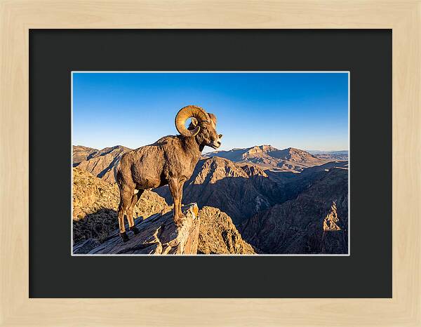 Bighorn Sheep Ram On Cliff