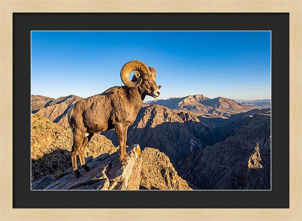 Bighorn Sheep Ram On Cliff