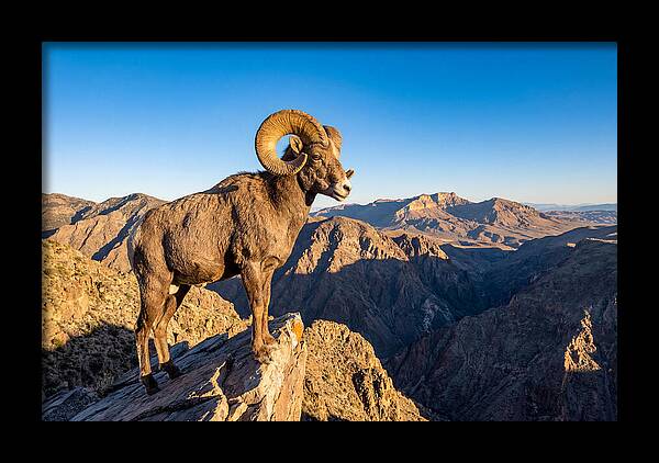 Bighorn Sheep Ram On Cliff