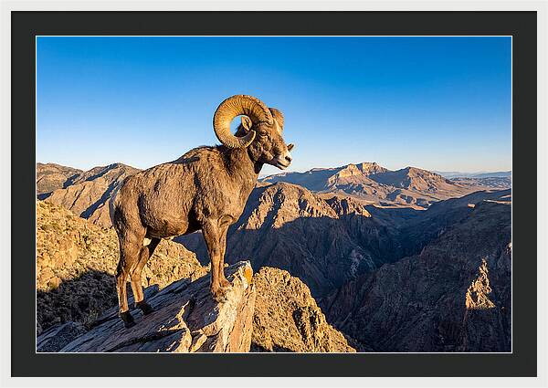 Bighorn Sheep Ram On Cliff
