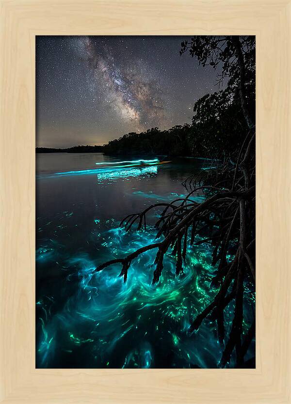 Bioluminescent Nightscape