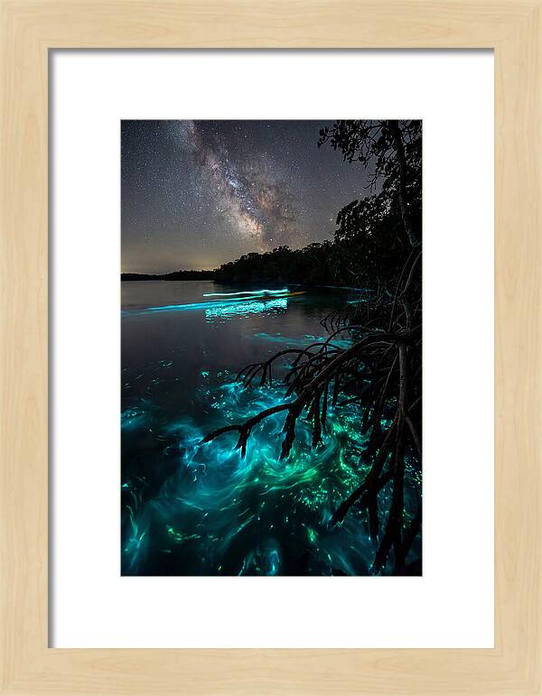 Bioluminescent Nightscape