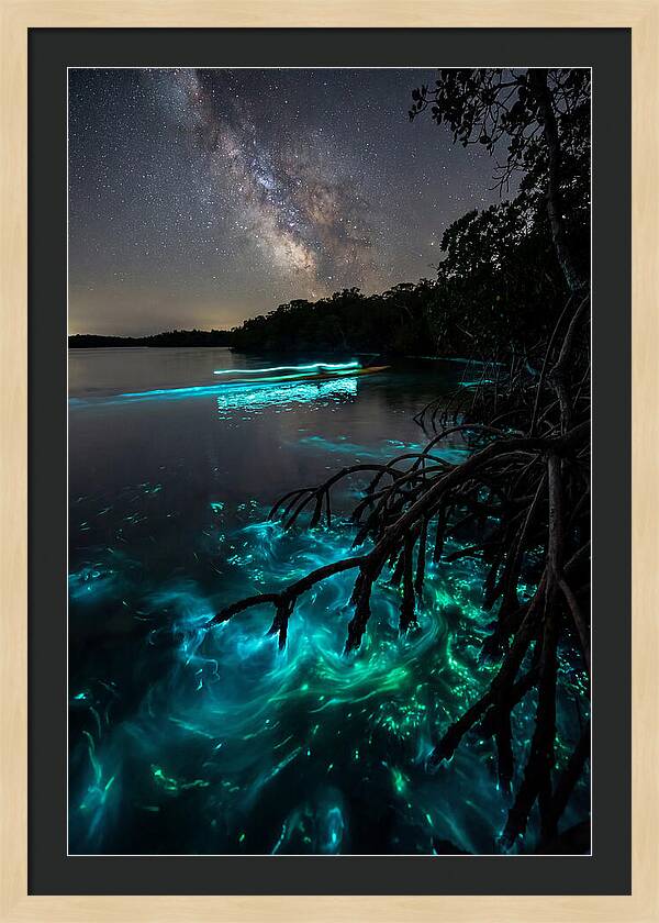 Bioluminescent Nightscape