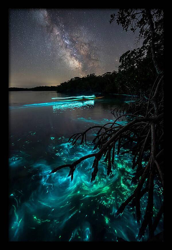 Bioluminescent Nightscape