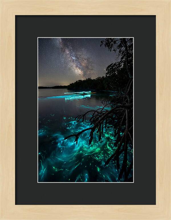 Bioluminescent Nightscape