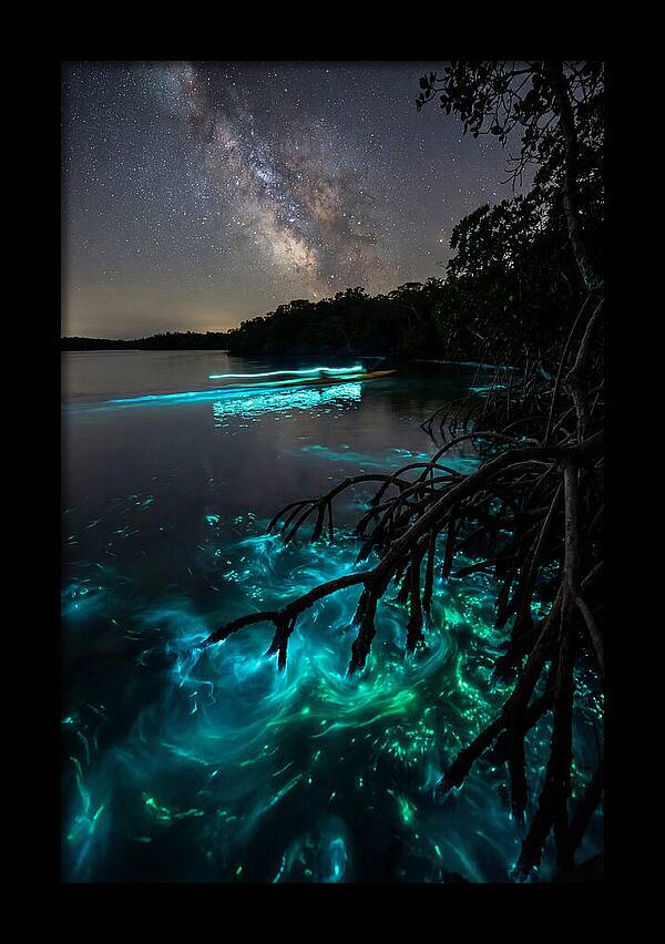 Bioluminescent Nightscape