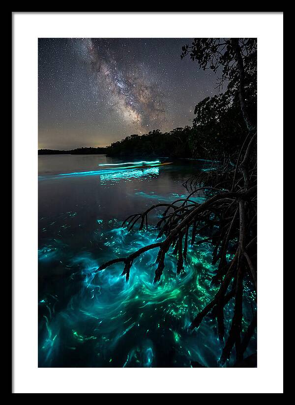 Bioluminescent Nightscape