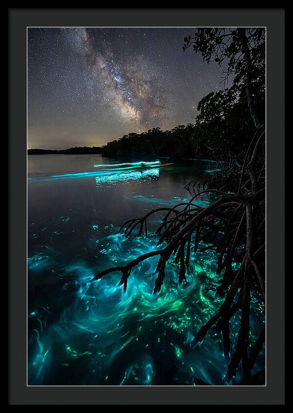 Bioluminescent Nightscape
