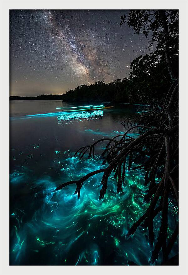 Bioluminescent Nightscape