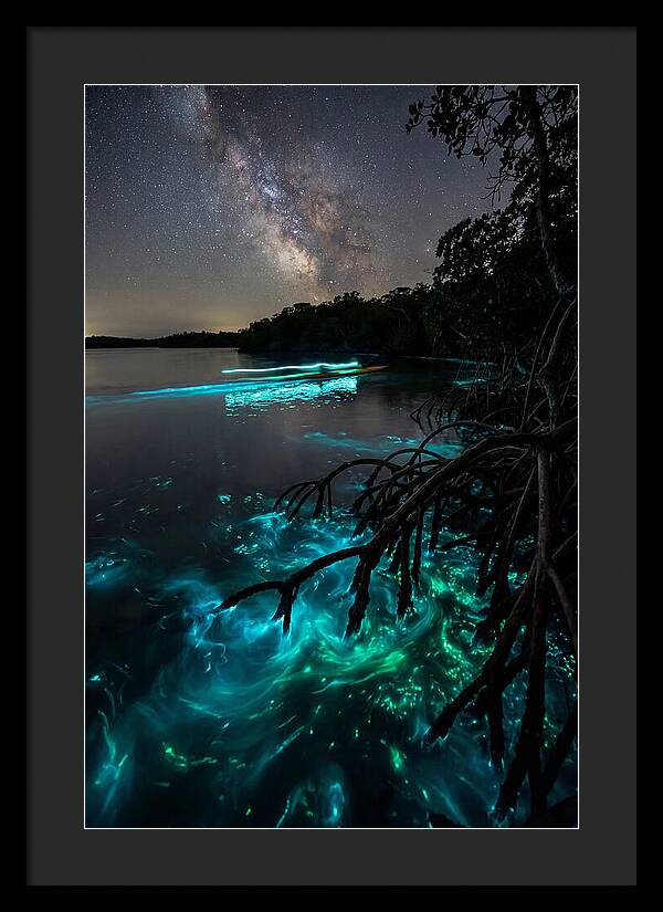 Bioluminescent Nightscape