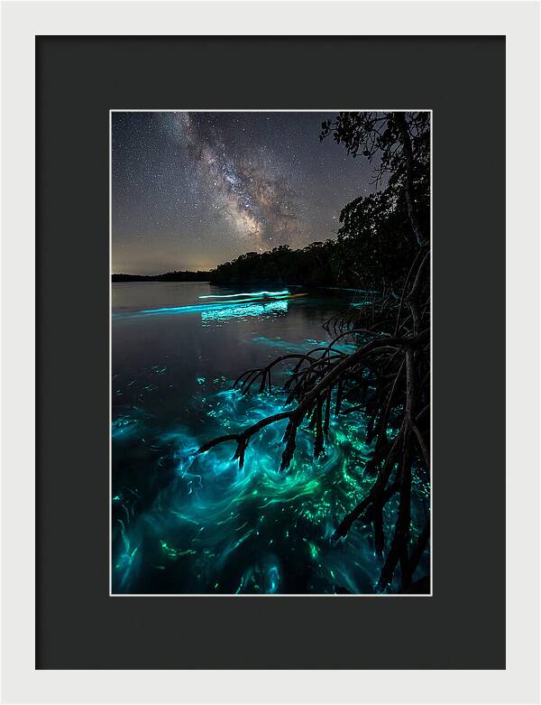 Bioluminescent Nightscape