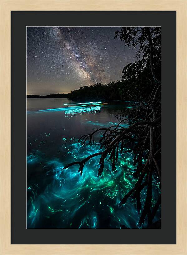 Bioluminescent Nightscape
