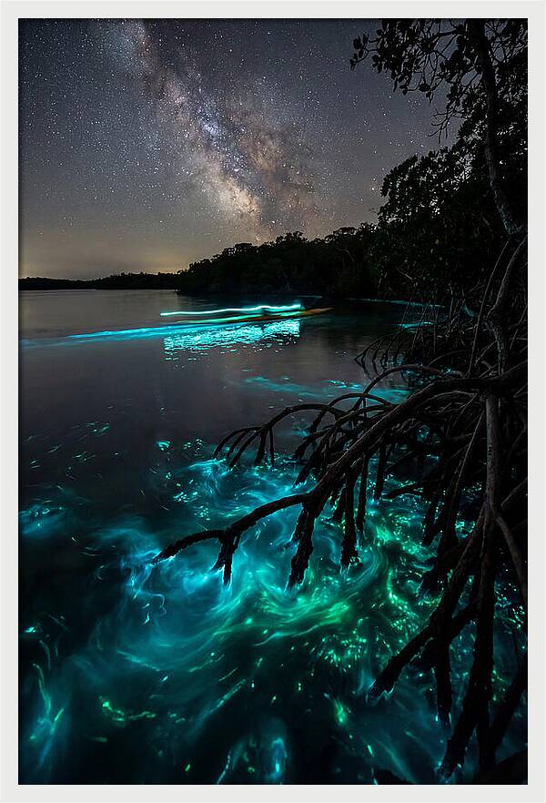 Bioluminescent Nightscape