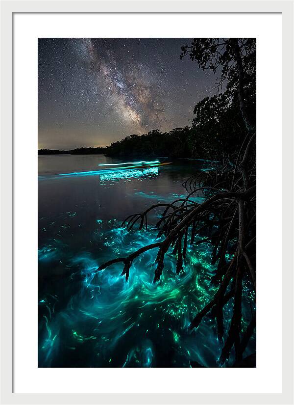 Bioluminescent Nightscape