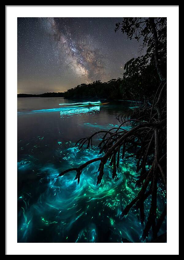Bioluminescent Nightscape