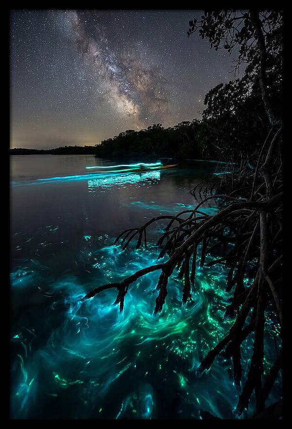 Bioluminescent Nightscape