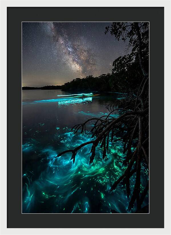 Bioluminescent Nightscape