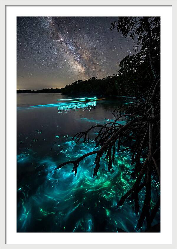Bioluminescent Nightscape