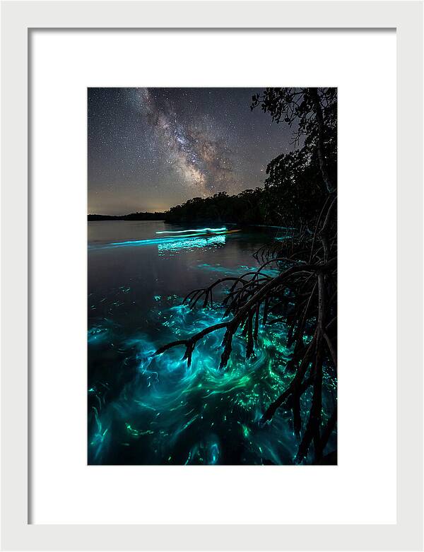 Bioluminescent Nightscape