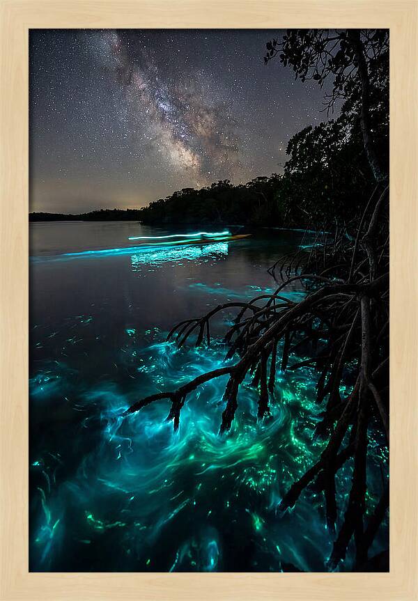 Bioluminescent Nightscape