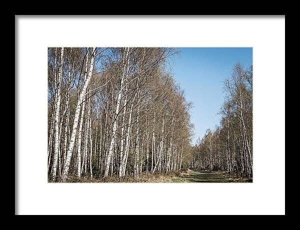 Birch Forest Serenity