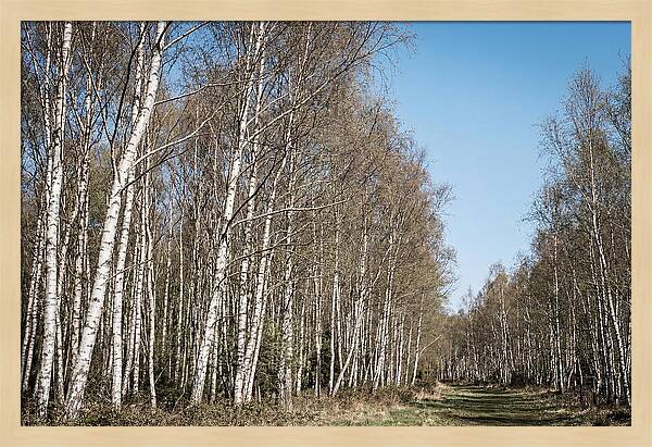 Birch Forest Serenity