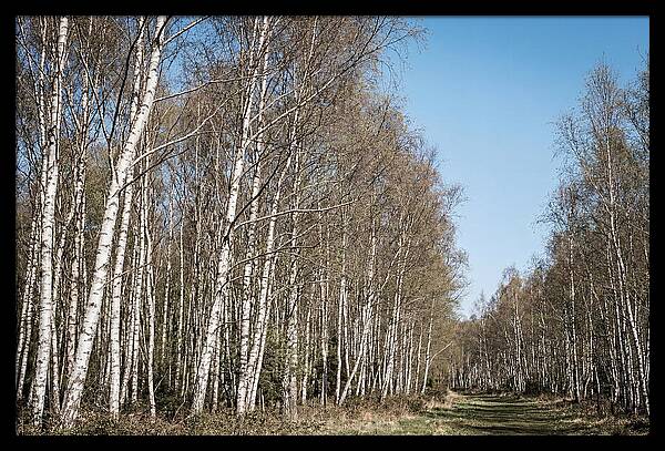 Birch Forest Serenity