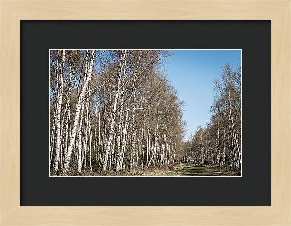 Birch Forest Serenity