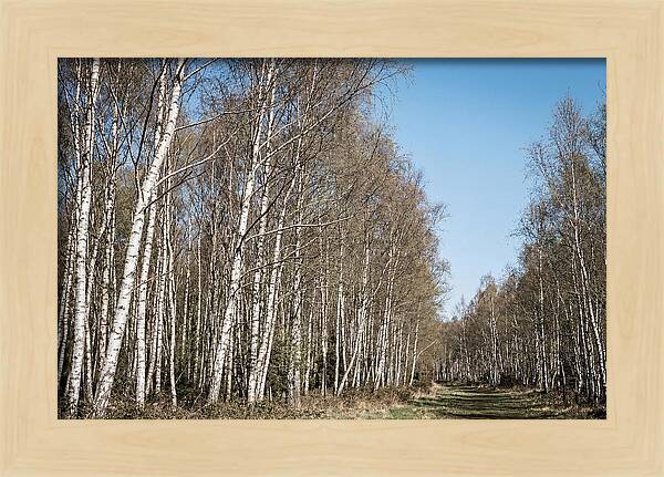 Birch Forest Serenity