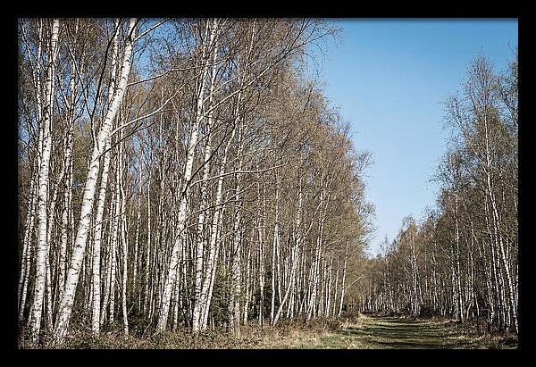 Birch Forest Serenity