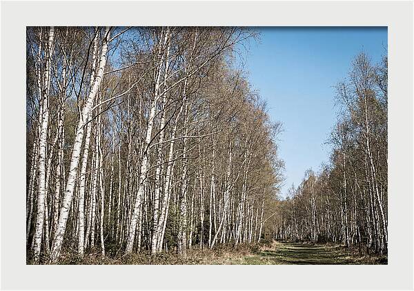 Birch Forest Serenity