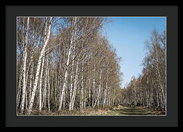 Birch Forest Serenity