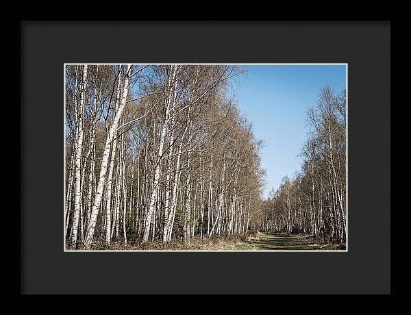 Birch Forest Serenity