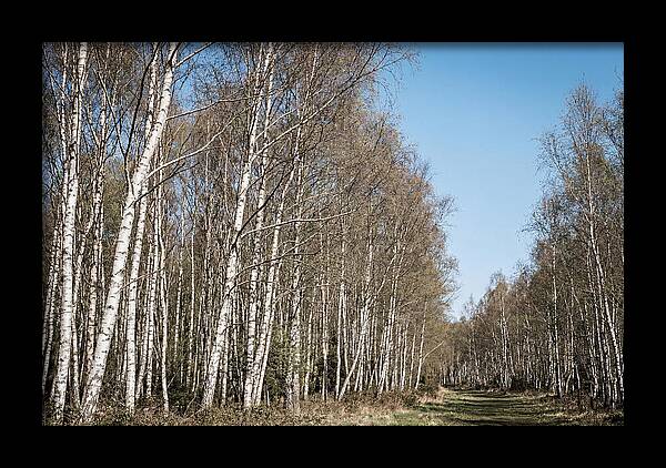 Birch Forest Serenity