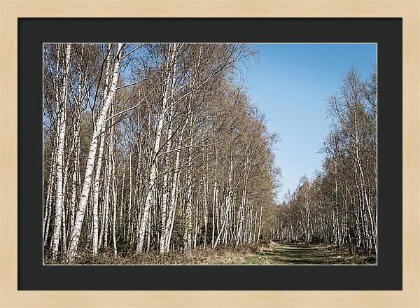 Birch Forest Serenity