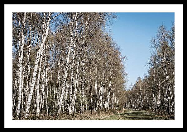 Birch Forest Serenity