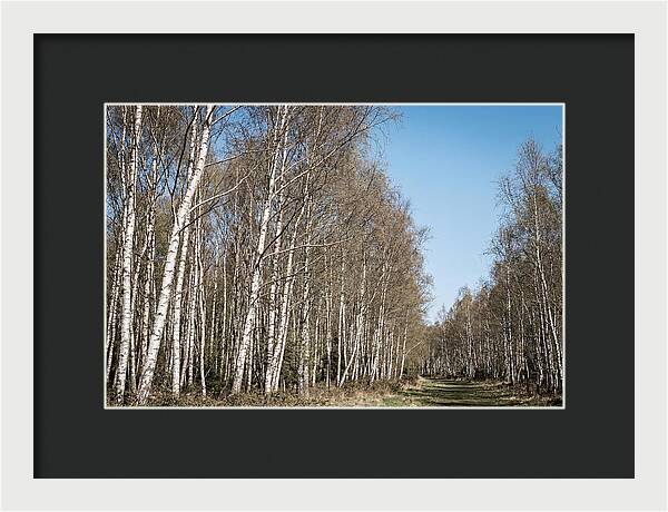 Birch Forest Serenity