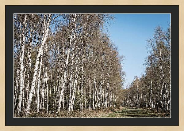 Birch Forest Serenity